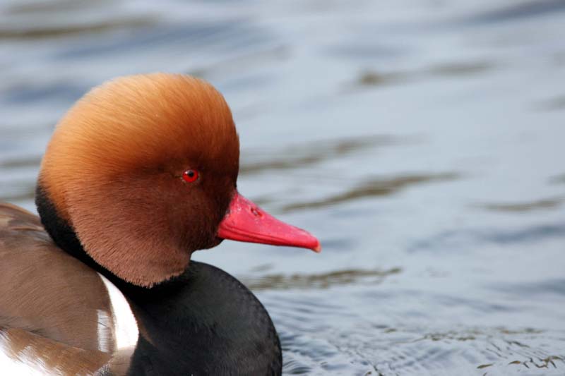 Red-crested Pochard (male)  2005  F. S. Simpson